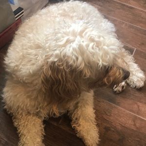 Meet your Posher, Cari